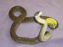 Zakrslé krajty Python reticulatus (superdwarf) -