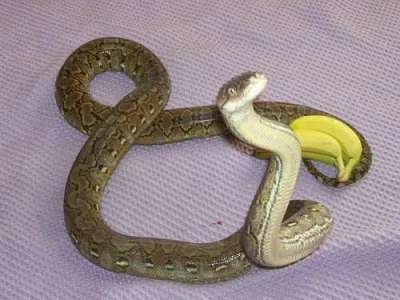Zakrslé krajty Python reticulatus (superdwarf) -