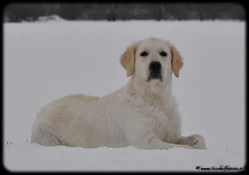 štěňata zlatý retriever s PP
