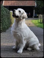 štěňata zlatý retriever s PP