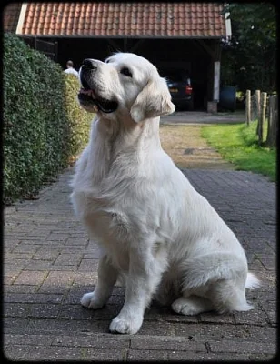 štěňata zlatý retriever s PP