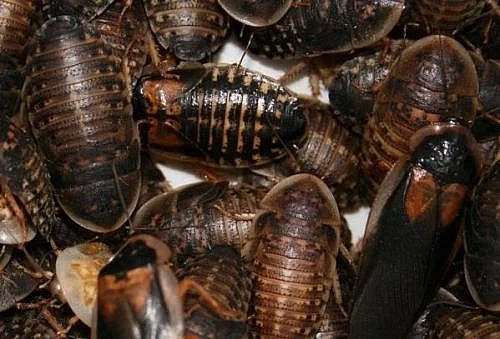  Šváb argentinský (Blaptica dubia)