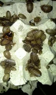  Šváb argentinský (Blaptica dubia)