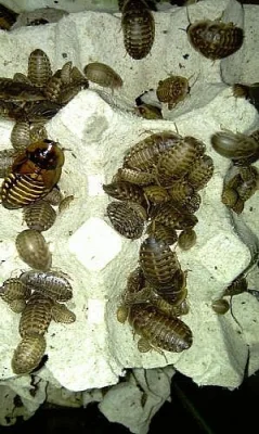  Šváb argentinský (Blaptica dubia)