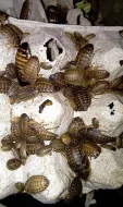  Šváb argentinský (Blaptica dubia)