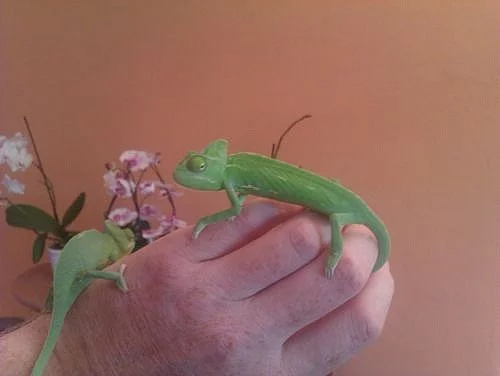 Chameleon Jemenský - mláďata