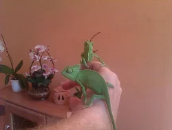 Chameleon Jemenský - mláďata