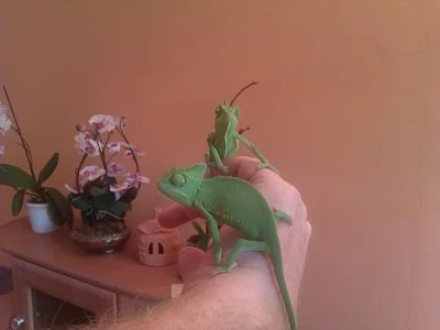 Chameleon Jemenský - mláďata