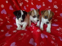 štěnátka jack russell terier 3000 kč