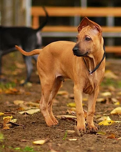 Thajský ridgeback-poslední 2 štěnátka s PP