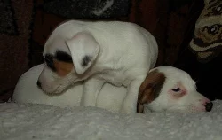 jack russell terier