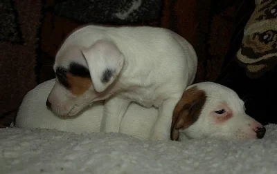 jack russell terier