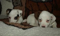 jack russell terier