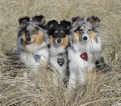 Sheltie s PP