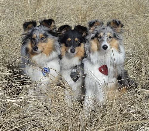 Sheltie s PP
