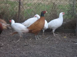 Bažant - albín