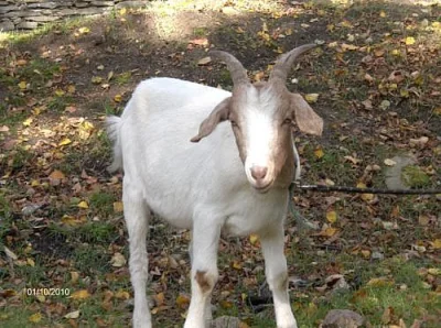 Burská koza