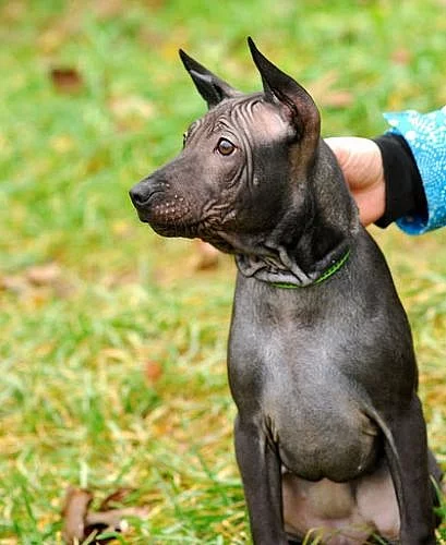 Thajský ridgeback -štěnátko s PP