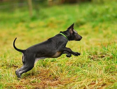 Thajský ridgeback -štěnátko s PP