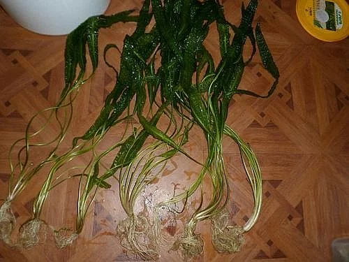 akvarijni kytky