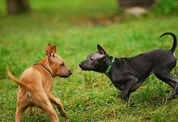 Thajký ridgeback-štěnátko s PP