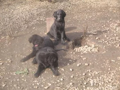 Flat coated retriever s PP