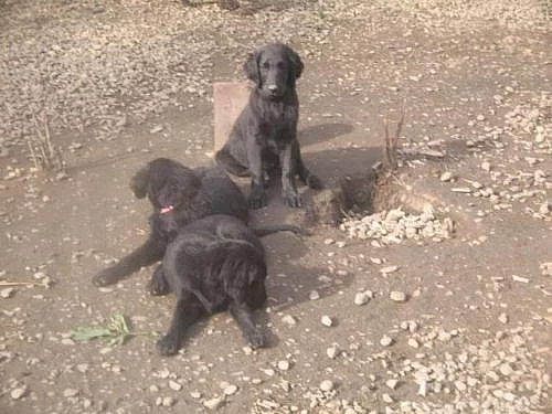Flat coated retriever s PP