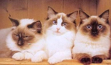Ragdoll kočičky