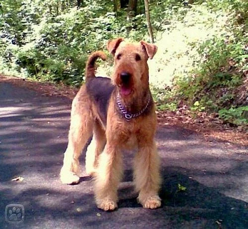Airedale terrier /erdelterier/