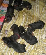 Airedale terrier /erdelterier/