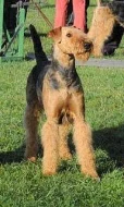 Airedale terrier /erdelterier/
