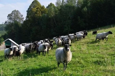 Jehňata Romanovských ovcí