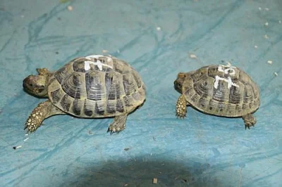 Zelva Zelenava - Testudo Hermanni