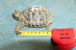 Zelva Zelenava - Testudo Hermanni
