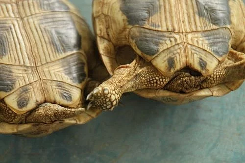 Zelva Zelenava - Testudo Hermanni