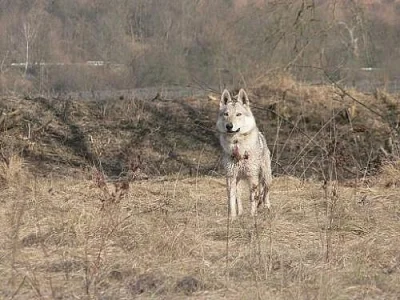 Československý vlčák