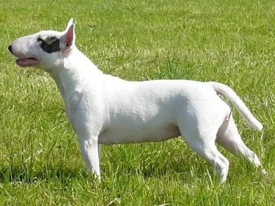 Minibulterier s PP 
