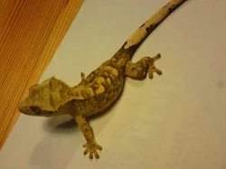 Prodám Rhacodactylus ciliatus