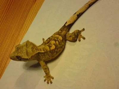 Prodám Rhacodactylus ciliatus