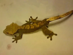 Prodám Rhacodactylus ciliatus