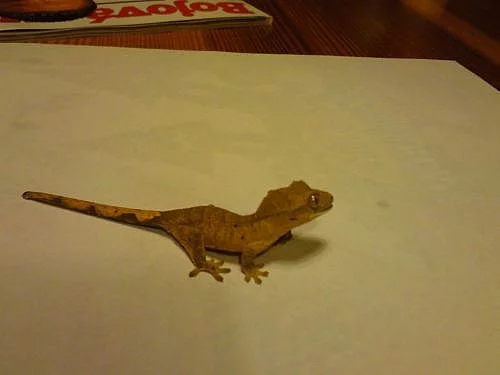 Prodám Rhacodactylus ciliatus