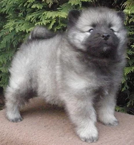 Keeshond / vlčí špic prodám krásná štěňata s PP - 