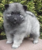 Keeshond / vlčí špic prodám krásná štěňata s PP - 
