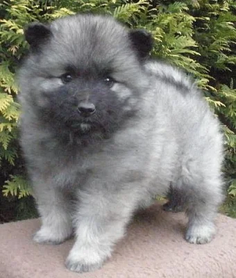 Keeshond / vlčí špic prodám krásná štěňata s PP - 