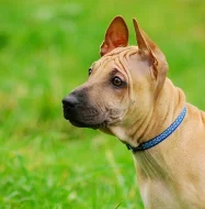 Thajský ridgeback - poslední 2 štěňátka s PP