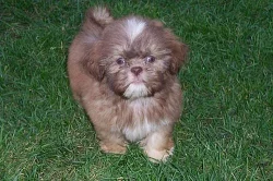 Shih-tzu - štěňátka
