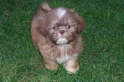 Shih-tzu - štěňátka