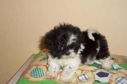 Shih-tzu - štěňátka