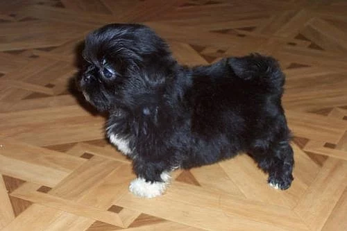 Shih-tzu - štěňátka
