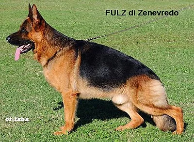 Štěňata Něm.ovčák s PP po Fulz di Zenevredo